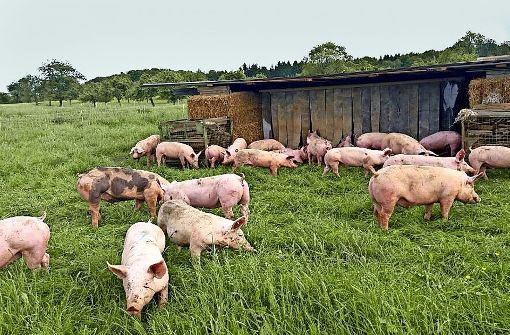 Im Sommer tummeln sich die Schweine von Bauer Rau in Hattenhofen auf der grünen Wiese. Foto: privat