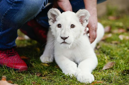 Das weiße Löwenbaby Lea wird seine Notunterkunft bald verlassen. Foto: dpa/Uwe Anspach