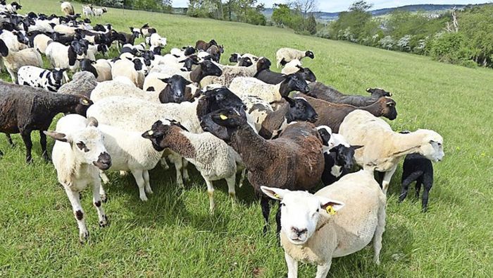 Schafe beweiden städtische Grünflächen – Füttern verboten