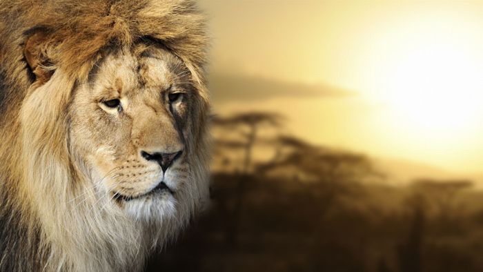 Afrika sterben die Löwen weg