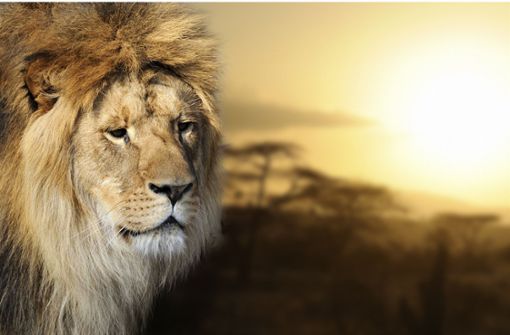 Ein Afrikanischer Löwe: Das majestätische Raubtier könnte bis Ende dieses Jahrhunderts ganz ausgestorben sein. Foto: imago/byrdyak