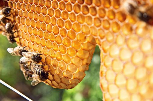 Unter anderem Pestizide und Monokulturen gefährden viele Insekten. Die Honigbiene (Foto), ist davon nicht ganz so stark betroffen, um so mehr aber viele wild lebende Arten. Foto: Pro Biene/Benedikt Adler