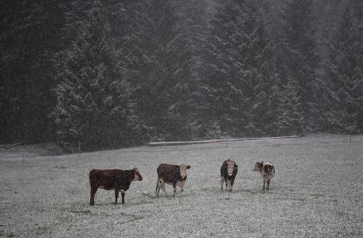 Rinder stehen auf einer verschneiten Wiese in St. Märgen im Landkreis Breisgau-Hochschwarzwald. Foto: dpa