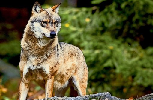 Der Wolf ist in Deutschland (hier ein Tier aus Nordrhein-Westfalen) streng geschützt. Foto: dpa