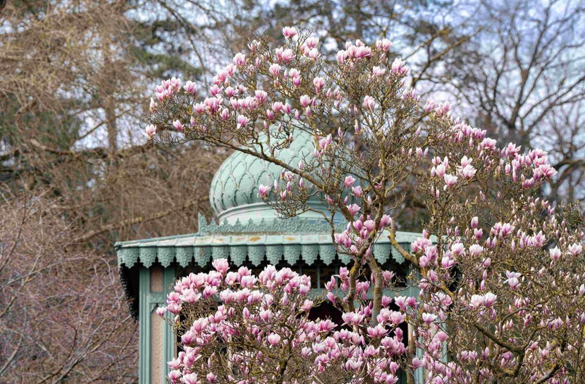 Die Hochblüte der Magnolien in der Wilhelma steht bevor. Sie blühen etwa bis Mitte April.