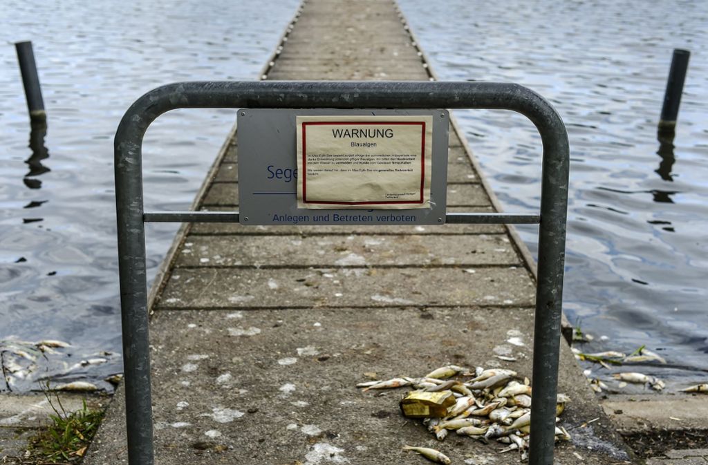 Tote Fische liegen am Uferrand des Max-Eyth-Sees. Foto: Lichtgut/Leif Piechowski