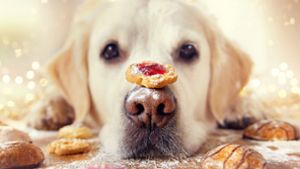 Statt ungesunder Plätzchen gibt es jede Menge Alternativen für tierische Snacks. Foto: Shutterstock/Stickler