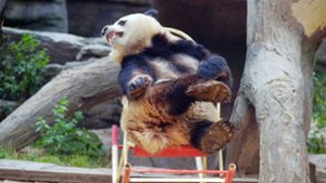 Dem Panda aufs Maul geschaut: „Herr Pfleger, wo bleibt beim Bambus“ Foto: dpa