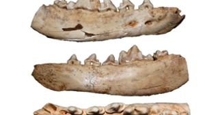 Anhand von Canidae-Fossilien aus der Gnirshöhle im Südwesten Deutschlands wurde die Domestizierung von Wölfen untersucht. Zu den Canidae  gehören  Füchse,  Kojoten und Wölfe, deren domestizierte Nachfahren die Haushunde sind. Foto: Senckenberg Centre for Human Evolution and Palaeoenvironment