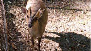 Die Muntjaks aus dem Leipziger Zoo müssen nicht geschlachtet werden. Foto: dpa