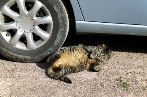 Eine Katze fuhr im Motor als blinder Passagier mit (Symbolfoto). Foto: IMAGO/imagebroker/IMAGO/imageBROKER/G. Lacz