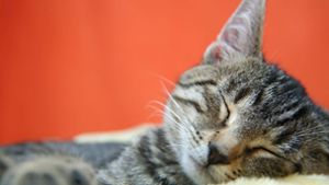 Katzenschwanz verstümmelt –  Peta vermutet Serientäter