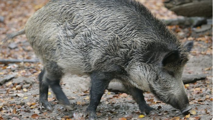 Wildschwein bricht in Fitnessstudio ein