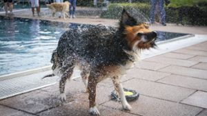 Hunde toben sich gern im Wasser aus. Foto: factum/Granville