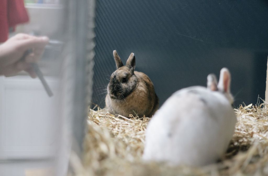Auch knuddelige Häschen haben im Tierheim ein neues Zuhause gefunden
