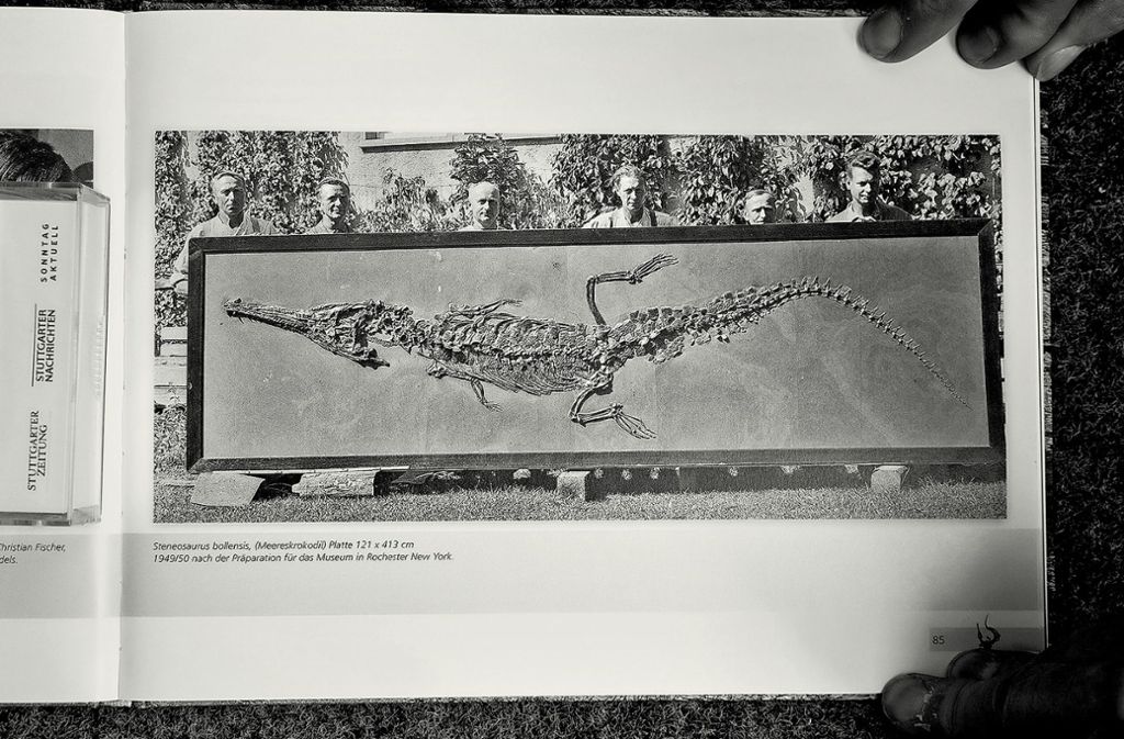 Vor 180 Millionen Jahren haben schon einmal Krokodile die Gegend unsicher gemacht. Dieses hier  heißt Steneosaurus bollensis, ist im Urweltmuseum Hauff in Holzmaden präpariert worden und „lebt“ jetzt im Naturkundemuseum in New York.