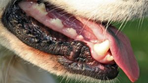 Frau von Hund gebissen – Halter macht sich aus dem Staub