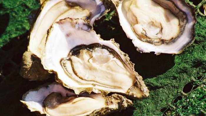 Holländische Austern mit Noroviren infiziert