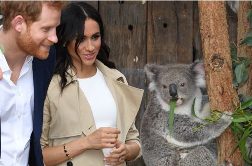 Harry und Meghan trafen im Zoo von Sydney unter anderem Koalabär-Dame Ruby. Foto: AAP