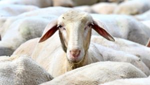 Ausgebüxte Schafe greifen Passanten an