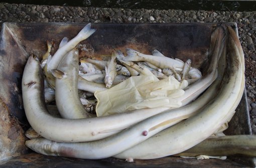 Rückblende: Anfang September 2015 starben im Max-Eyth-See viele Fische, weil  für sie wegen der Witterung und des Algenwachstums zu wenig Sauerstoff im Wasser  übrig geblieben war. Foto: dpa