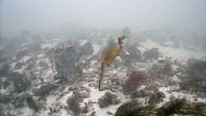 Vor der Küste Westaustraliens haben US-Forscher die ersten lebenden Exemplare des Roten Seedrachen entdeckt (undatiertes Handout). Foto: Scripps Oceanography/UC San Diego/dpa