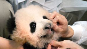 Übersetzt hört das Panda-Mädchen auf den schönen Namen „Süßer Duft“. Foto: Tokyo Zoological Park Society