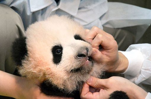 Übersetzt hört das Panda-Mädchen auf den schönen Namen „Süßer Duft“. Foto: Tokyo Zoological Park Society