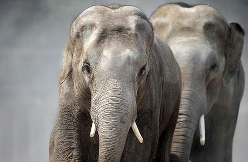 Ein Beamter des Thüringer Umweltministeriums soll in Afrika an einer Elefantenjagd teilgenommen haben. Foto: dpa