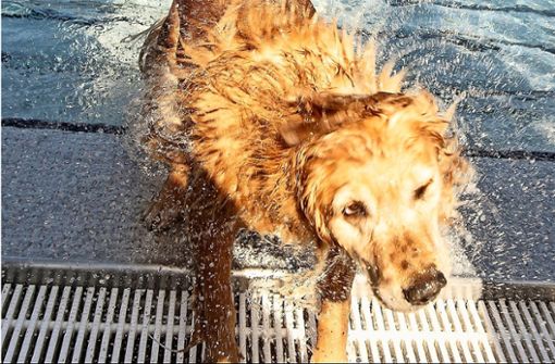 Das kühle Bad im Freibad ist Hunden nur sehr selten gestattet. Das Mineralfreibad Oberes Bottwartal machte am Saisonende eine Ausnahme. Foto: Archiv (KS-Images.de)