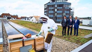 Imker vermietet Bienenvölker an Firmen