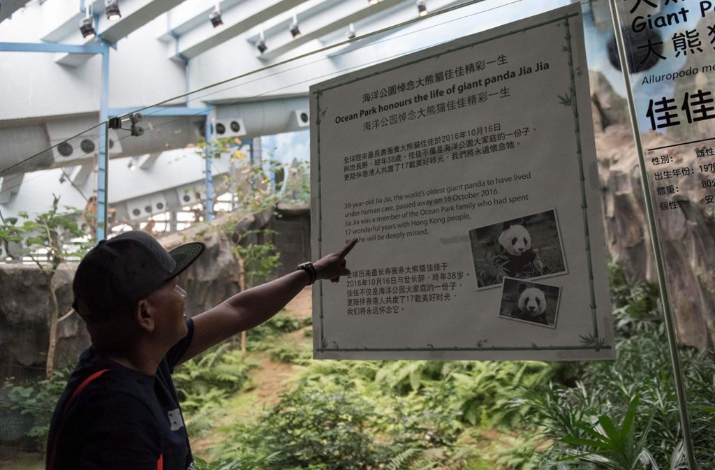 Besucher reagieren traurig auf die Todesnachricht am Gehege der Panda-Dame.