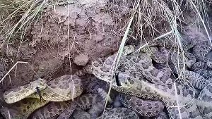 GoPro fällt in ein Klapperschlangen-Nest