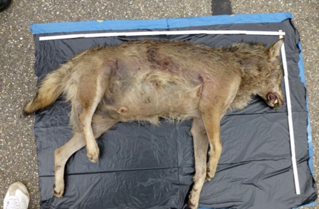 Der Wolf, der an der A5 überfahren wurde, kommt vermutlich aus der Schweiz. Foto: FVA