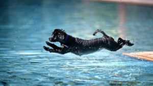 Hinein ins kühle Nass: Beim Hundebadetag in Backnang haben die Vierbeiner ihren Spaß. Foto: Gottfried Stoppel