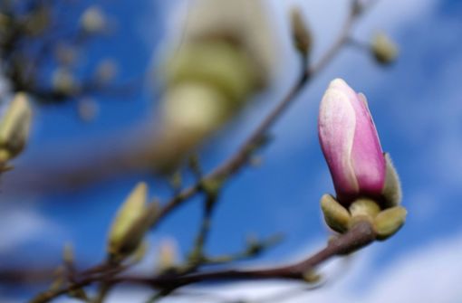 Der Frühling klopft an. (Symbolbild) Foto: dpa/Martin Gerten
