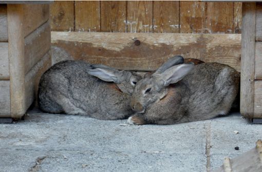 Zwei Hasen sind in Burgstetten erschlagen worden. (Symbolbild) Foto: imago stock&people/imago stock&people