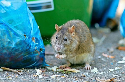 Üblicherweise greifen Ratten keine Menschen an. Foto: dpa/Max Radloff