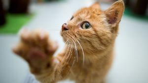 Miau! Zum Weltkatzentag suchen wir Ihre schönsten Fotos. Foto: dpa