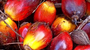 Wie kleine rötliche Pflaumen sehen die Früchte der Ölpalme aus Foto: WWF