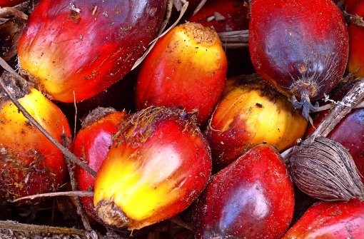 Wie kleine rötliche Pflaumen sehen die Früchte der Ölpalme aus Foto: WWF