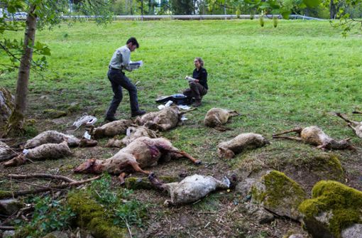 Zahlreiche tote Schafe werden von Vertretern der Forstlichen Versuchs- und Forschungsanstalt Baden-Württemberg (FVA) und der Forstverwaltung Calw untersucht. Ein Wolf ist vermutlich für die toten Tiere verantwortlich. Foto: dpa