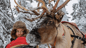 Darf ich mich vorstellen? Mein Name ist Elch. Am liebsten bleibe ich stehen, schlecke Schnee und glotze die Touristen an.  Foto: Diemar