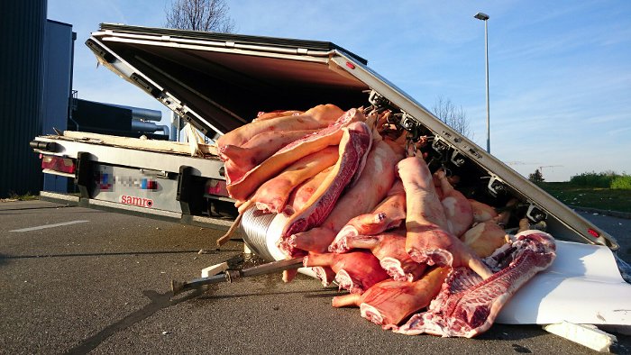 LKW verliert mehrere Tonnen Schweinefleisch 