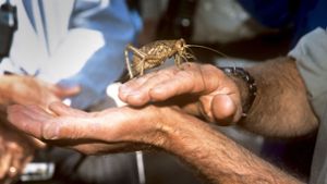Darum züchten Neuseeländer Riesenheuschrecken