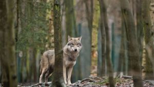 Um ihn gibt es mächtig Streit: den Wolf. Foto: dpa-Zentralbild