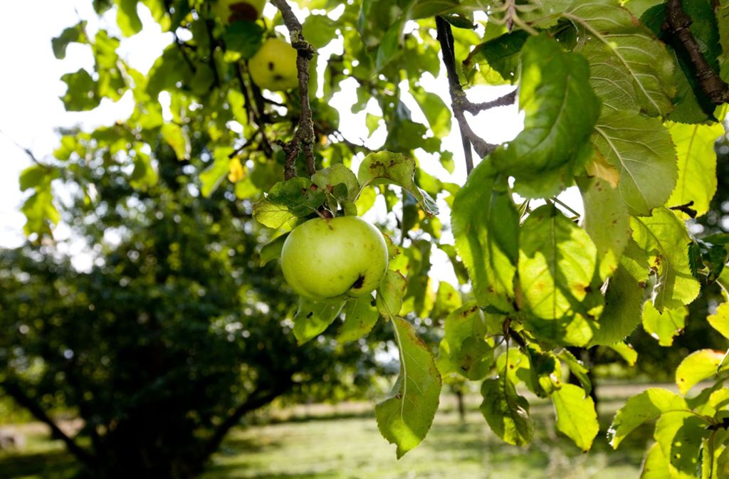 Einen bis zu dreimal so hohen Preis erzielen  Äpfel, die ein Biosiegel haben. Foto: Archiv  Rudel