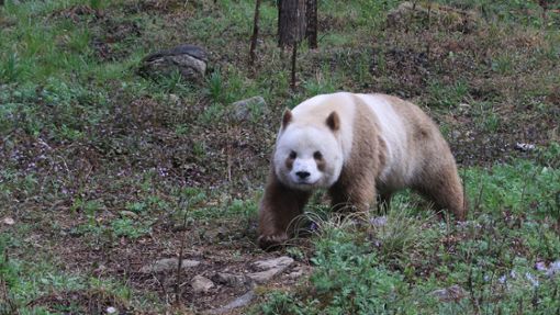 Qizai ist der einzige braune Panda, der in Gefangenschaft lebt. Foto: Wenliang Zhou/Eurekalert/dpa