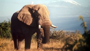 Elefanten trampeln zwei Menschen zu Tode