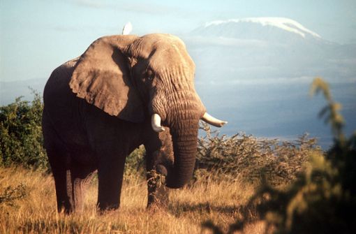 Zwei Menschen sind in im Norden Tansanias von Elefanten zu Tode getrampelt worden. (Symbolbild) Foto: dpa